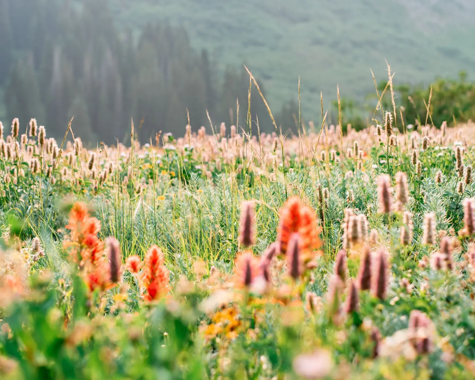 blooming flowers in mountain meadow