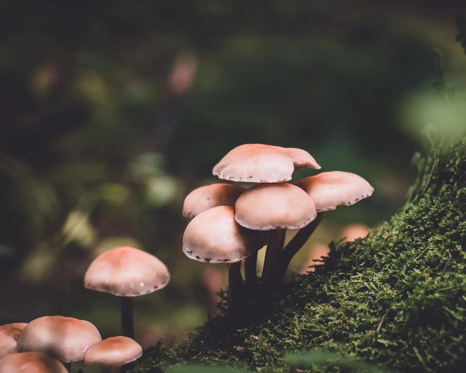 Mushroom exhibition