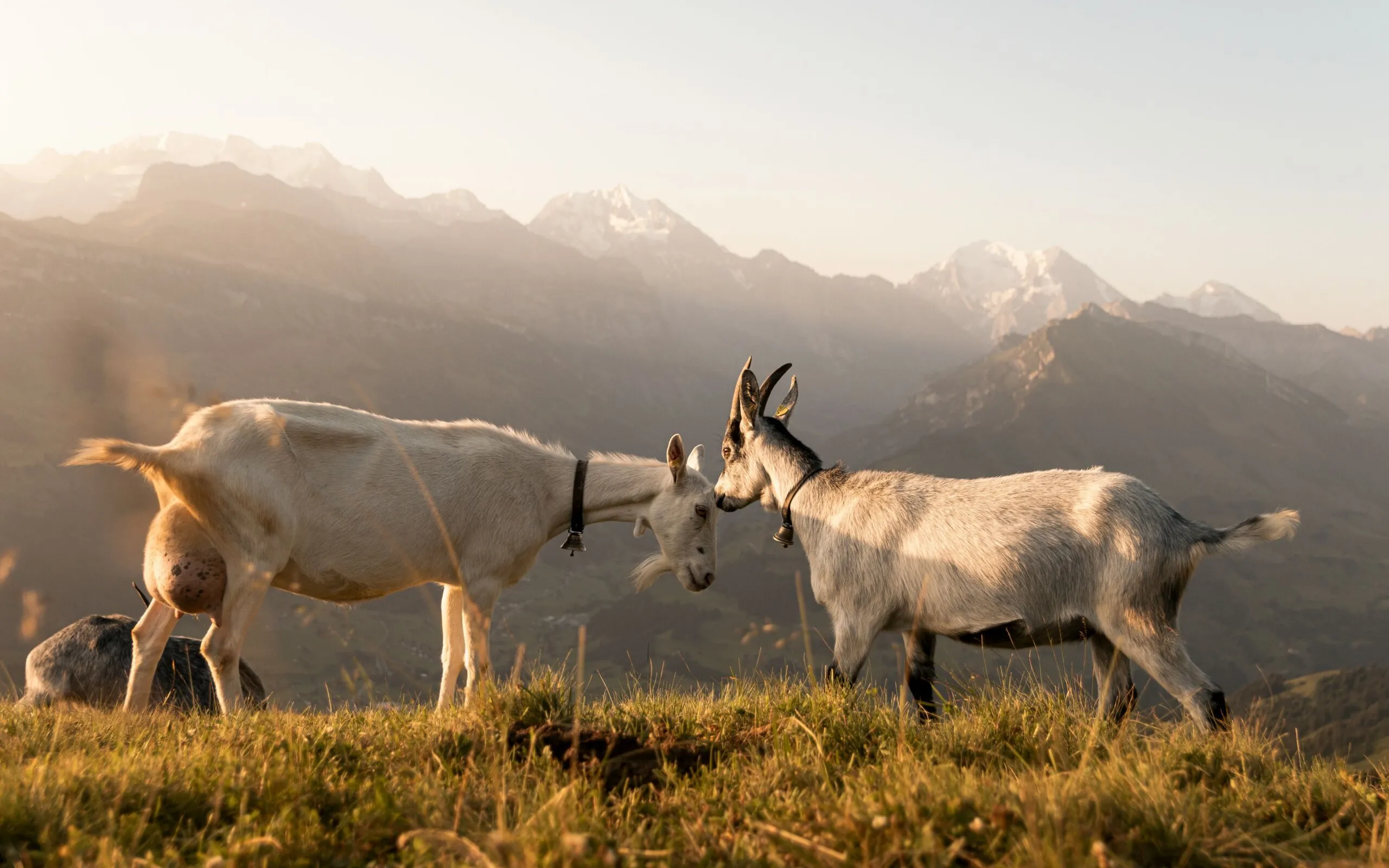 Yoann donze mm0 V4923 BEI unsplash