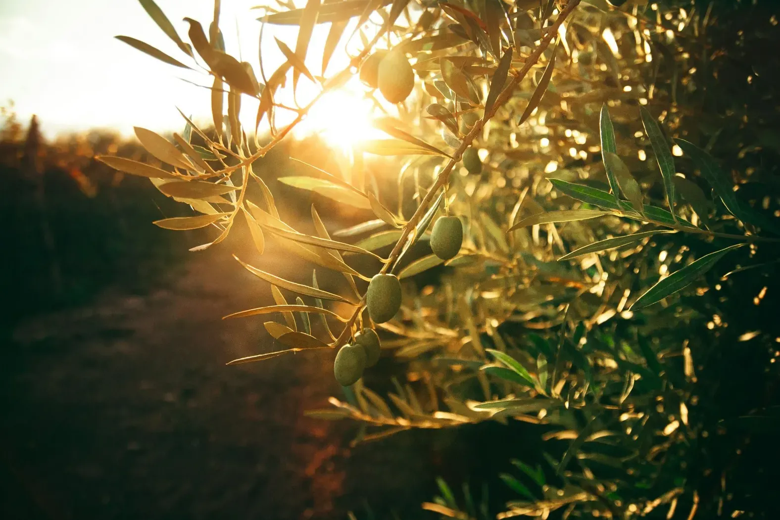 Olive trees