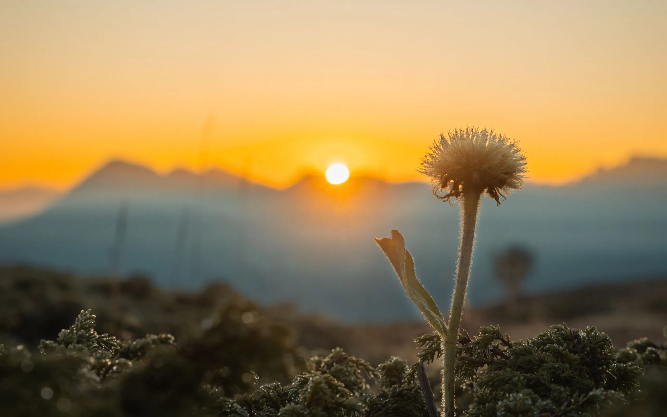 Marius van der Leij 9