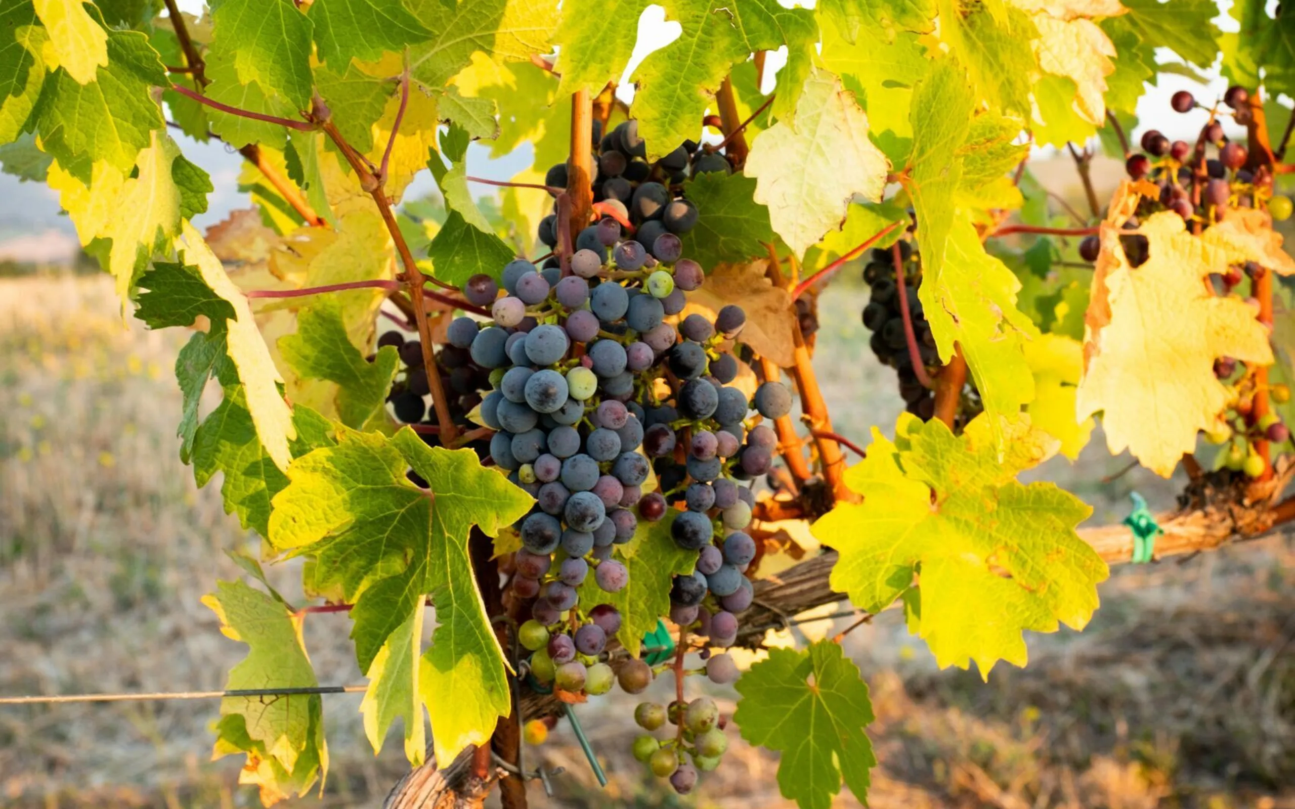 Bernard hermant swwo8k Wnzt0 unsplash 1