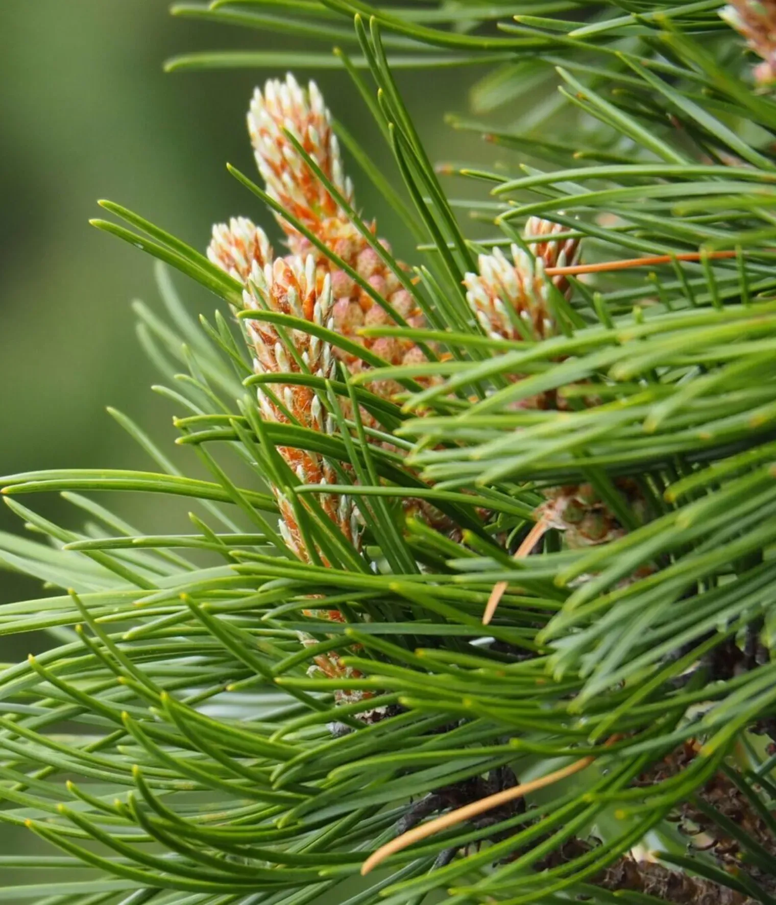 Hynek janac Pdt95 O33 Nb4 unsplash