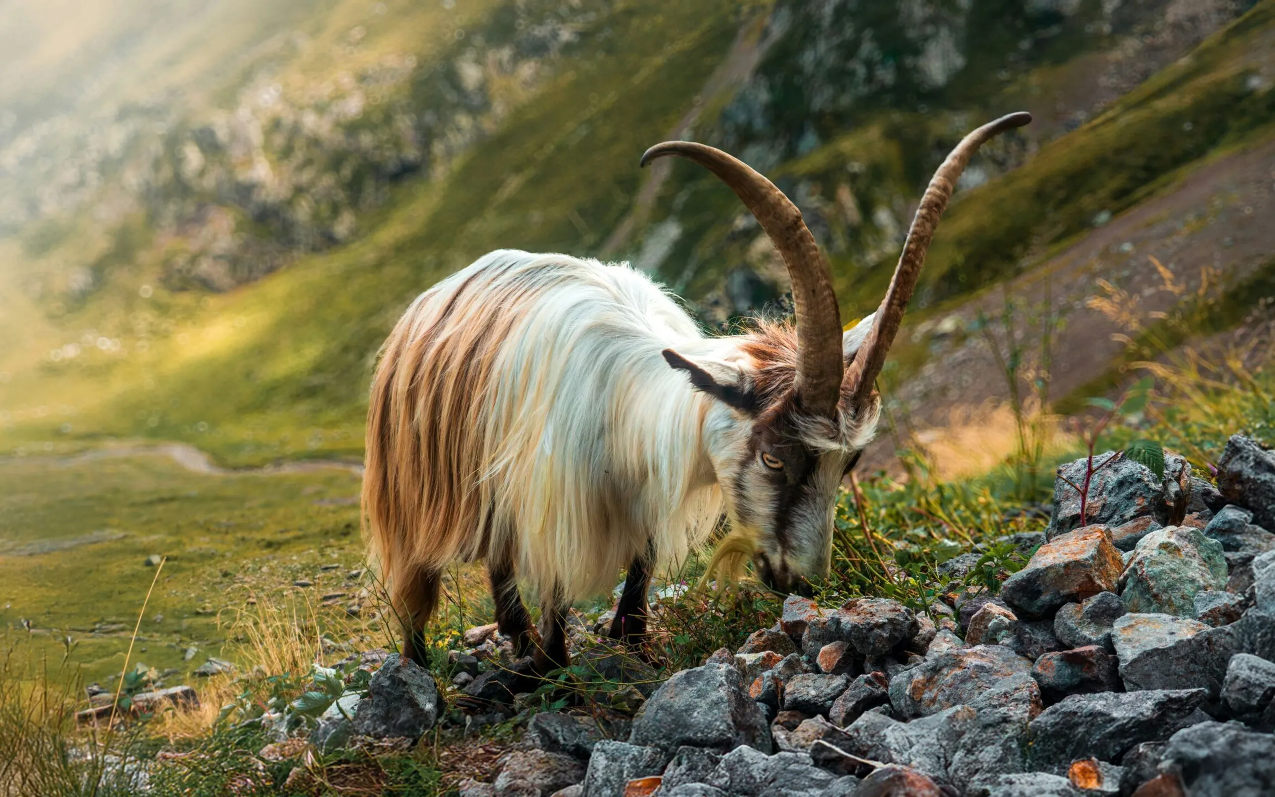 Isaac maffeis je Ms RS85 Lm Y unsplash