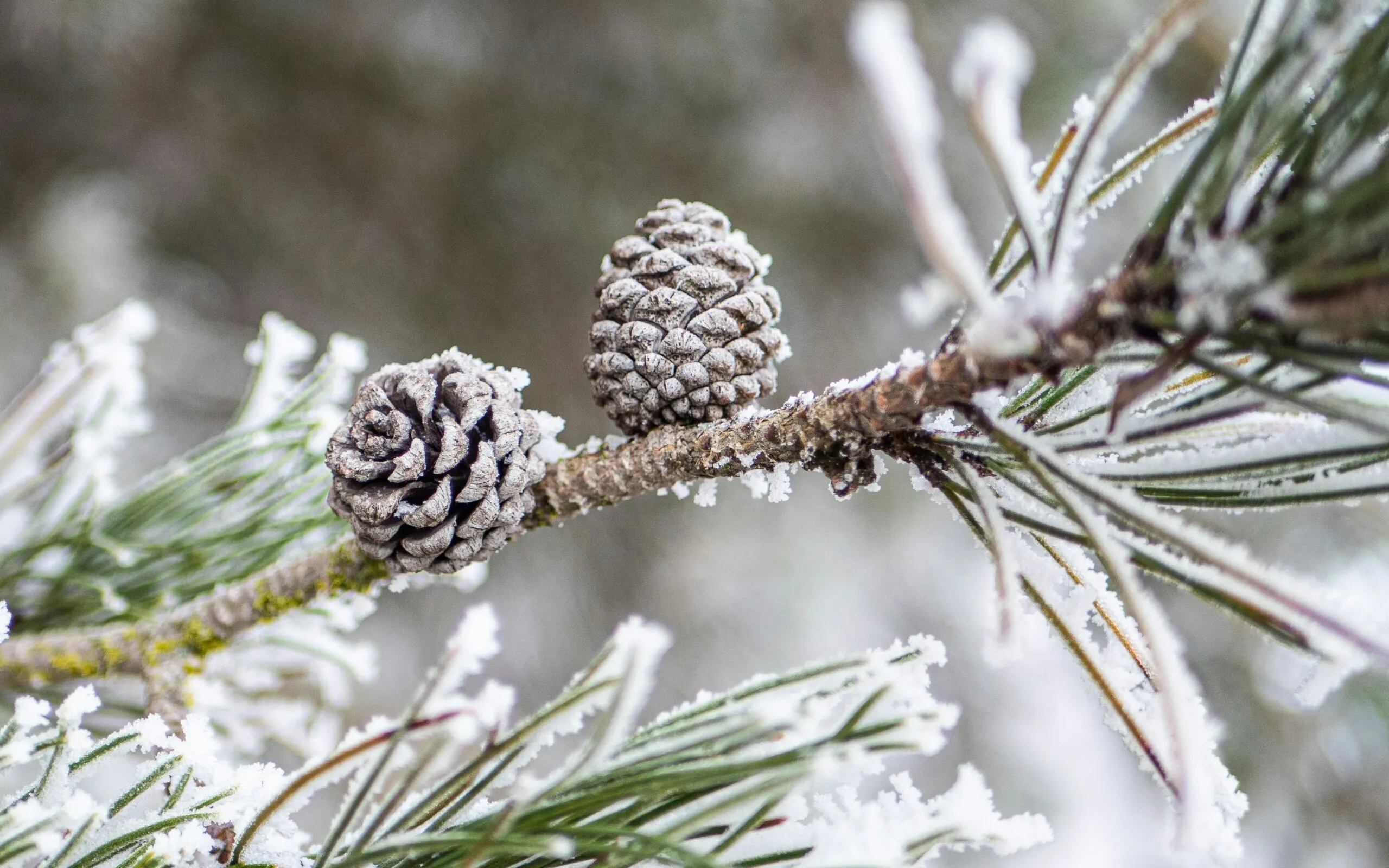 Tonia kraakman 2dr8 Qs1 Sz NU unsplash